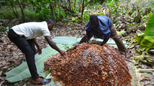 Fermentation cocoa heap